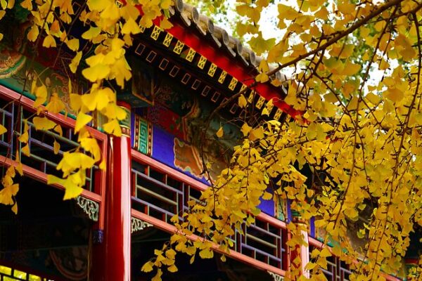 Golden Ginkgos Paint Beijing’s Zhongshan Park 🌳✨ Golden_Ginkgos_Paint_Beijing_s_Zhongshan_Park___