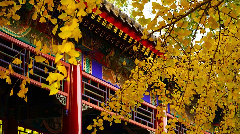 Golden_Ginkgos_Paint_Beijing_s_Zhongshan_Park___