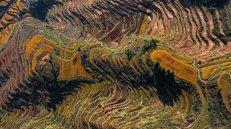 Golden_Harvest_Vibes__Live_from_Zhejiang_s_Terraced_Fields__ video poster