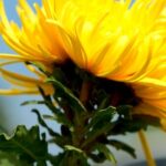 Golden_Hills_of_Guizhou_Bloom_Every_Autumn___ video poster