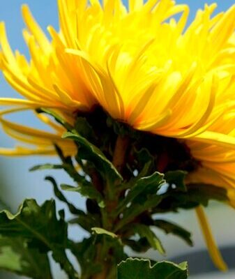 Golden Hills of Guizhou Bloom Every Autumn ๐ผโจ Golden_Hills_of_Guizhou_Bloom_Every_Autumn___ video poster