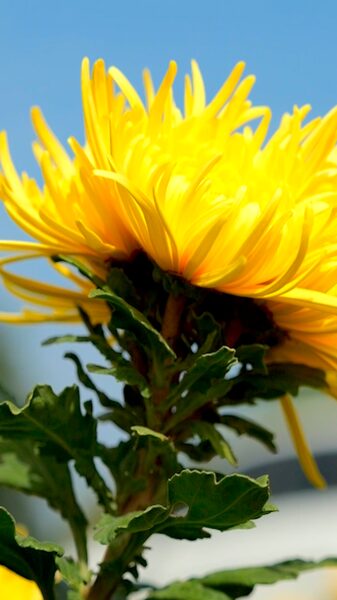 Golden_Hills_of_Guizhou_Bloom_Every_Autumn____poster - 🌍NewspaperAmigo – Your Global News Buddy 🗞️ Golden_Hills_of_Guizhou_Bloom_Every_Autumn___ video poster