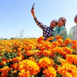 Golden_Marigolds_Boost_Rural_Economy_in_Gansu___