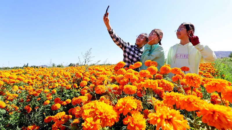 Golden_Marigolds_Boost_Rural_Economy_in_Gansu___