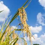 Golden_Rice_Fields_in_Shiqian_Signal_a_Bountiful_Harvest___