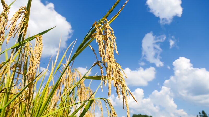 Golden_Rice_Fields_in_Shiqian_Signal_a_Bountiful_Harvest___ - 🌍NewspaperAmigo – Your Global News Buddy 🗞️ Golden_Rice_Fields_in_Shiqian_Signal_a_Bountiful_Harvest___