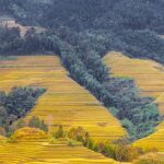 Golden_Rice_Terraces_Glow_in_Harvest_Season___