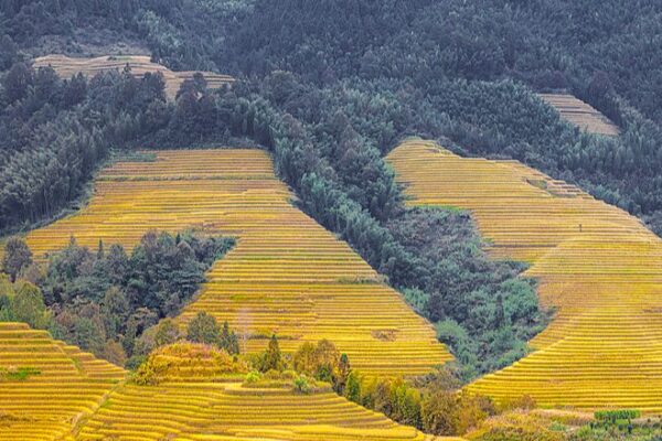 Golden Rice Terraces Glow in Harvest Season 🌾✨ Golden_Rice_Terraces_Glow_in_Harvest_Season___