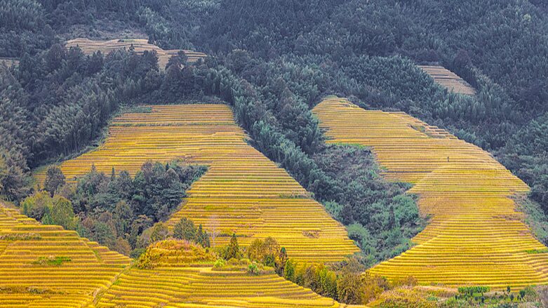 Golden_Rice_Terraces_Glow_in_Harvest_Season___