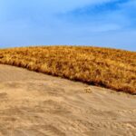 Grass_Grids_Combat_Desertification_Along_NW_China_Highway___