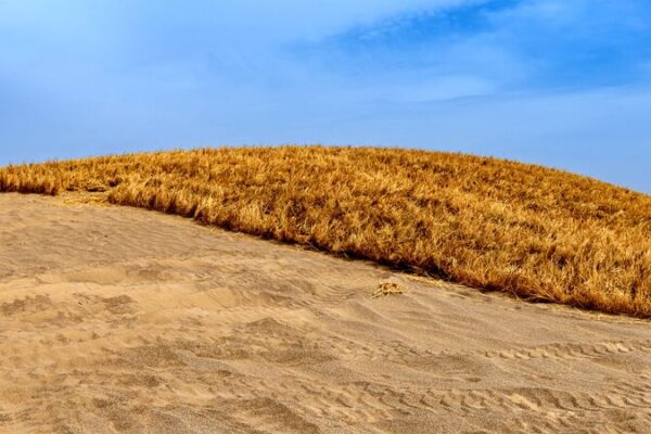 Grass Grids Combat Desertification Along NW China Highway 🌱🚧 Grass_Grids_Combat_Desertification_Along_NW_China_Highway___