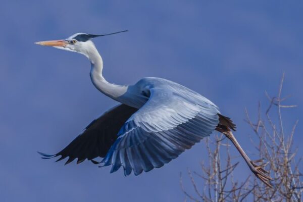 Grey Herons Return to NE China Habitat in Spring Revival 🌿🕊️ Grey_Herons_Return_to_NE_China_Habitat_in_Spring_Revival____
