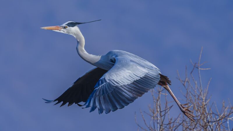 Grey_Herons_Return_to_NE_China_Habitat_in_Spring_Revival____ - 🌍NewspaperAmigo – Your Global News Buddy 🗞️ Grey_Herons_Return_to_NE_China_Habitat_in_Spring_Revival____
