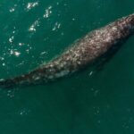 Grey_Whales_Shrink_as_Climate_Shifts___Study_Reveals_Impact_on_Marine_Giants__