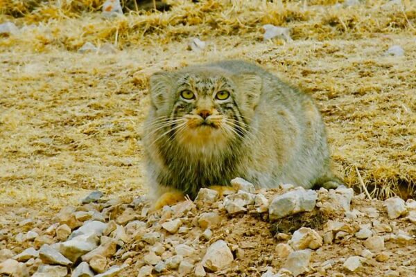 Grumpy_Cat_of_the_Himalayas__Qinghai_s_Secret_Superstar____ video poster