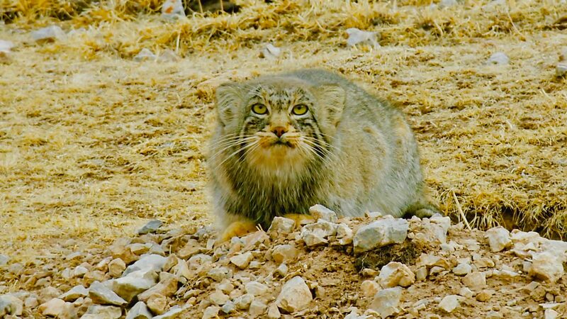 Grumpy_Cat_of_the_Himalayas__Qinghai_s_Secret_Superstar_____poster - 🌍NewspaperAmigo – Your Global News Buddy 🗞️ Grumpy_Cat_of_the_Himalayas__Qinghai_s_Secret_Superstar____ video poster