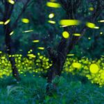 Guangdong_s_Insect_Catalog_Reveals_12K__Species___