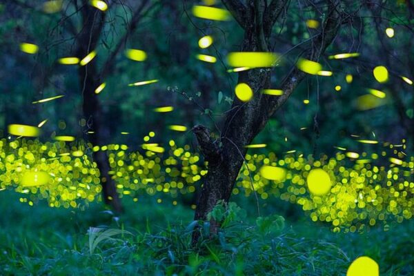 Guangdong’s Insect Catalog Reveals 12K+ Species 🌿🐞 Guangdong_s_Insect_Catalog_Reveals_12K__Species___