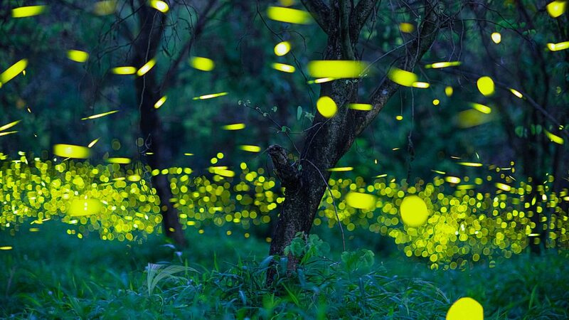 Guangdong_s_Insect_Catalog_Reveals_12K__Species___