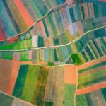 Guangdong_s_Pineapple__Sea__Turns_Fields_Into_Rainbow_Canvas___