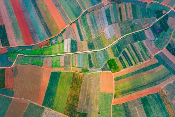Guangdong’s Pineapple ‘Sea’ Turns Fields Into Rainbow Canvas 🍍🎨 Guangdong_s_Pineapple__Sea__Turns_Fields_Into_Rainbow_Canvas___