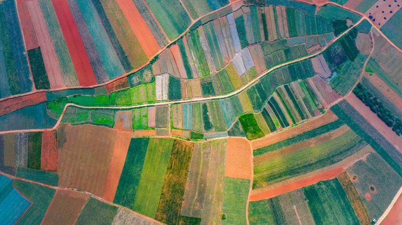 Guangdong_s_Pineapple__Sea__Turns_Fields_Into_Rainbow_Canvas___