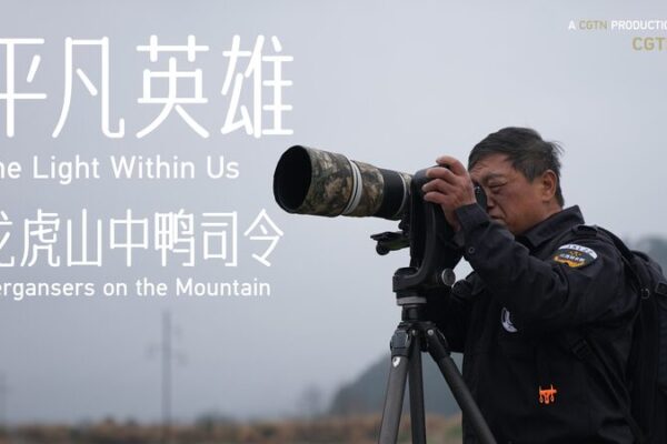 Guardian_of_the__Giant_Panda_of_Birds____ video poster
