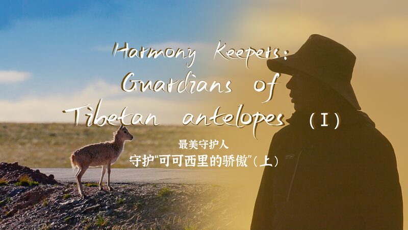 Guardians_of_Hoh_Xil__Protecting_Tibetan_Antelopes_Against_All_Odds____poster - 🌍NewspaperAmigo – Your Global News Buddy 🗞️ Guardians_of_Hoh_Xil__Protecting_Tibetan_Antelopes_Against_All_Odds___ video poster
