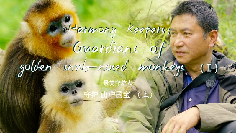 Guardians_of_the_Golden_Monkeys____poster - 🌍NewspaperAmigo – Your Global News Buddy 🗞️ Guardians_of_the_Golden_Monkeys___ video poster
