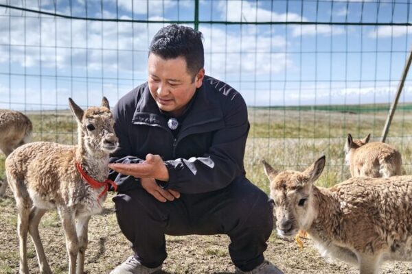 Guardians of the Highlands: Saving Tibetan Antelopes in Qinghai 🦌🌄 Guardians_of_the_Highlands__Saving_Tibetan_Antelopes_in_Qinghai___
