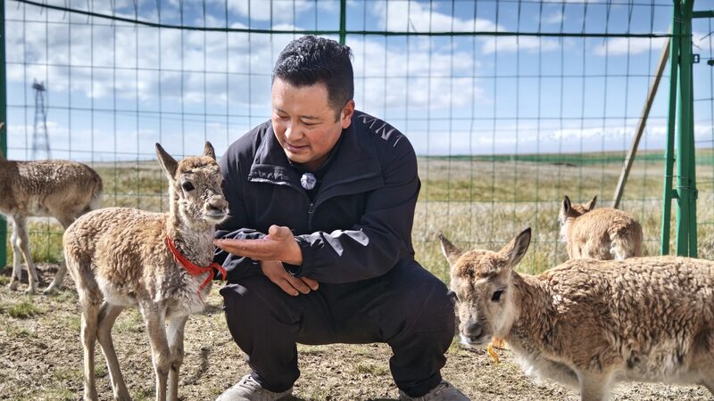 Guardians_of_the_Highlands__Saving_Tibetan_Antelopes_in_Qinghai___