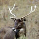 Guardians_of_the_Plateau__Inside_the_Fight_to_Protect_China_s_Rare_Thorold_s_Deer__ video poster