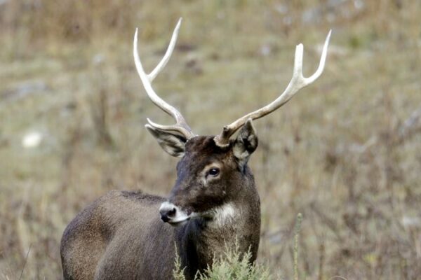 Guardians of the Plateau: Inside the Fight to Protect China’s Rare Thorold’s Deer 🦌 Guardians_of_the_Plateau__Inside_the_Fight_to_Protect_China_s_Rare_Thorold_s_Deer__ video poster