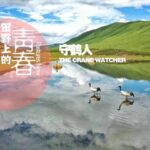 Guardians_of_the_Sky__Tibetan_Herder_Protects_Rare_Cranes___ video poster