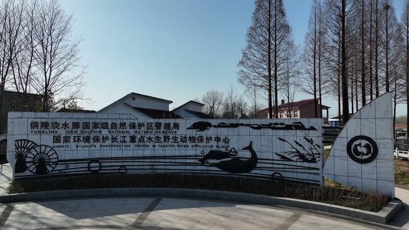Guardians_of_the_Yangtze__Historic_Town_s_Fight_to_Save_Rare_Porpoises__ video poster