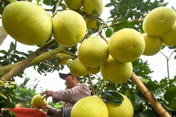 Guizhou Farmers Reap Sweet Pomelo Success 🍊🌾 Guizhou_Farmers_Reap_Sweet_Pomelo_Success___