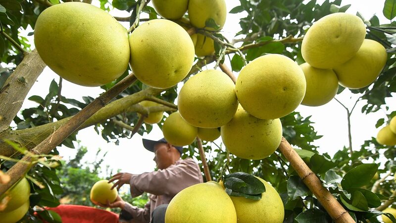 Guizhou_Farmers_Reap_Sweet_Pomelo_Success___