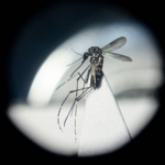 __Gut_Bacteria_vs__Mosquitoes__A_Natural_Fix_for_Viral_Diseases_