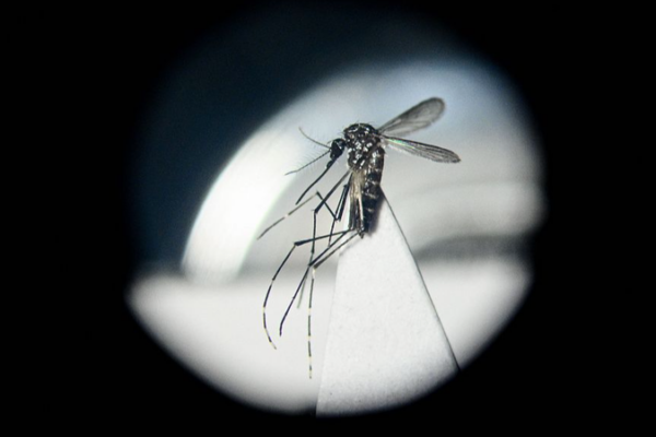 🦟 Gut Bacteria vs. Mosquitoes: A Natural Fix for Viral Diseases? __Gut_Bacteria_vs__Mosquitoes__A_Natural_Fix_for_Viral_Diseases_