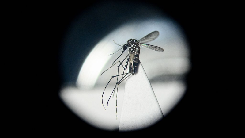 __Gut_Bacteria_vs__Mosquitoes__A_Natural_Fix_for_Viral_Diseases_