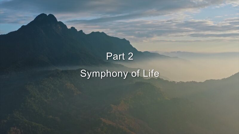 Hainan_Rainforest_s_Wild_Symphony__Survival___Renewal____poster - 🌍NewspaperAmigo – Your Global News Buddy 🗞️ Hainan_Rainforest_s_Wild_Symphony__Survival___Renewal___ video poster