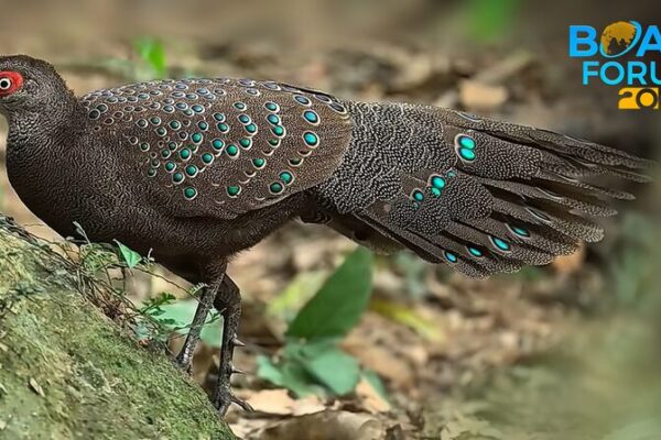 Hainan’s Feathered Wonders: A Biodiversity Hotspot 🦜🌴 Hainan_s_Feathered_Wonders__A_Biodiversity_Hotspot___
