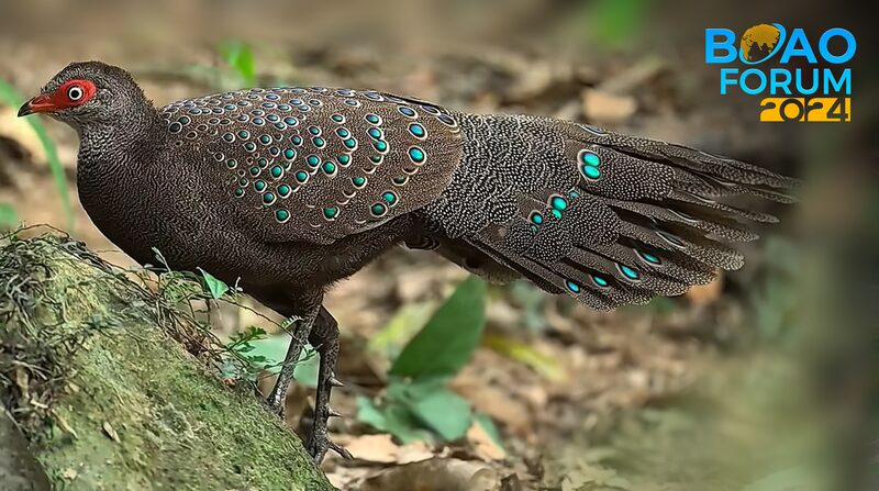 Hainan_s_Feathered_Wonders__A_Biodiversity_Hotspot___ - 🌍NewspaperAmigo – Your Global News Buddy 🗞️ Hainan_s_Feathered_Wonders__A_Biodiversity_Hotspot___