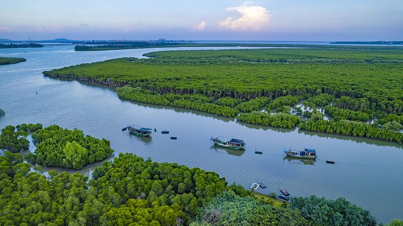 Hainan_s_Mangroves_Thrive__A_Win_for_Biodiversity____poster - 🌍NewspaperAmigo – Your Global News Buddy 🗞️ Hainan_s_Mangroves_Thrive__A_Win_for_Biodiversity___ video poster