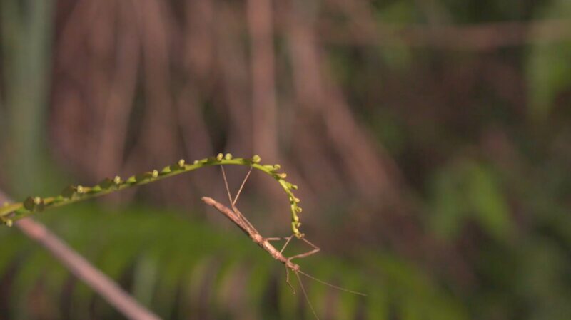 Hainan_s_Tiny_Wonders__A_Bug_s_Life_in_China_s_Tropical_Paradise____poster - 🌍NewspaperAmigo – Your Global News Buddy 🗞️ Hainan_s_Tiny_Wonders__A_Bug_s_Life_in_China_s_Tropical_Paradise___ video poster