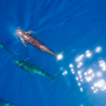 Haitang_s_Journey_Home__A_Tale_of_Hope___Ocean_Conservation___ video poster