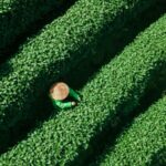 Hangzhou_s_Golden_Tea_Season_Brews_Tradition___