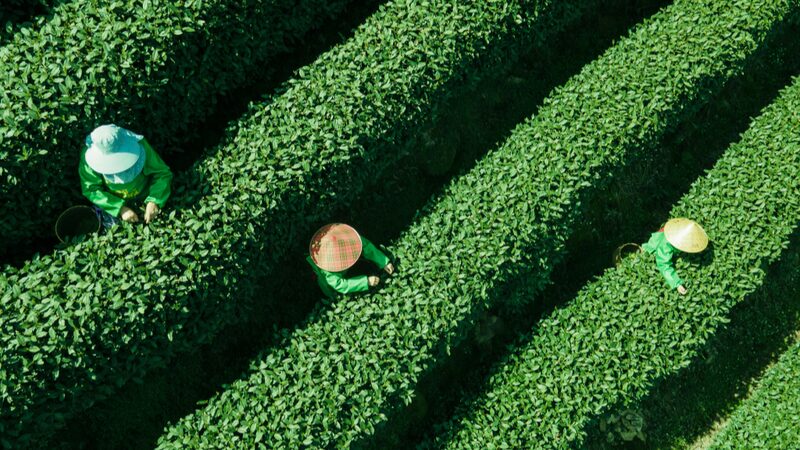 Hangzhou_s_Golden_Tea_Season_Brews_Tradition___ - 🌍NewspaperAmigo – Your Global News Buddy 🗞️ Hangzhou_s_Golden_Tea_Season_Brews_Tradition___