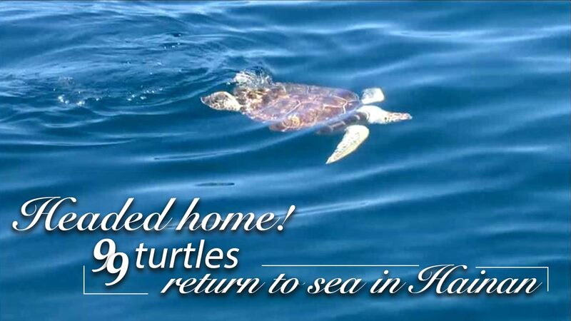 Happy Trails: 99 Sea Turtles Released Back into the Wild in Hainan 🐢🌊 Happy_Trails__99_Sea_Turtles_Released_Back_into_the_Wild_in_Hainan___ video poster