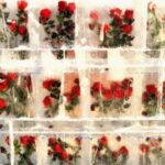 Harbin_s_Frozen_Roses_Bloom_as_Winter_Wonderland_Captivates_Visitors____